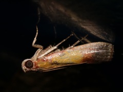 Piesmopoda semilutea