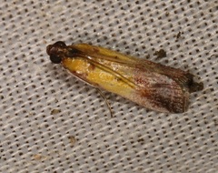 Piesmopoda semilutea