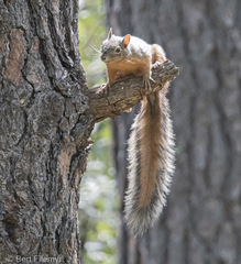 Sciurus nayaritensis