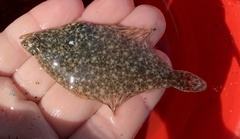 Platichthys stellatus