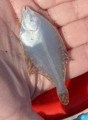 Platichthys stellatus