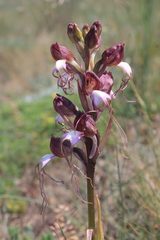 Himantoglossum comperianum