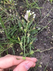 Capsella bursa-pastoris