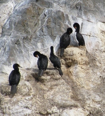 Leucocarbo magellanicus