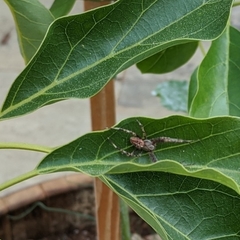 Araneae