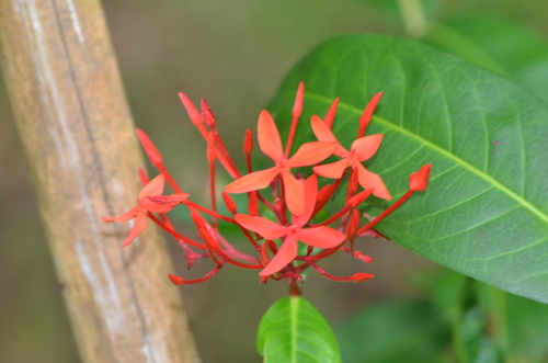 Flame of the Woods