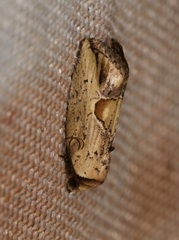 Strotihypera macroplaga