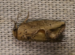 Strotihypera macroplaga
