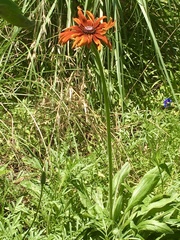 Tithonia rotundifolia