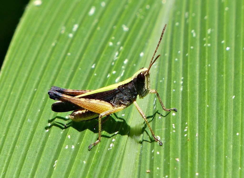 Misiones Forest Edge Grasshopper