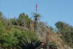 Aloe africana