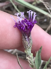 Vernonia lindheimeri