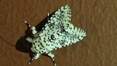 Lichnoptera decora