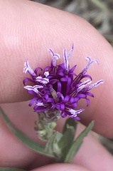Vernonia lindheimeri
