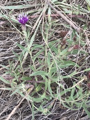 Vernonia lindheimeri