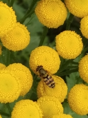 Syrphus ribesii
