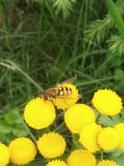 Syrphus ribesii