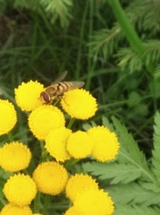 Syrphus ribesii