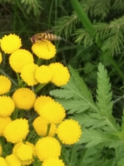 Syrphus ribesii