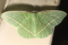 Dichorda illustraria