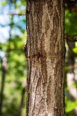 Megarhyssa macrurus icterosticta