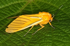 Image of Symphlebia aryllis