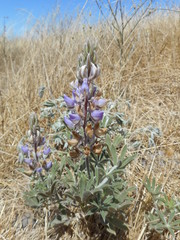 Lupinus formosus