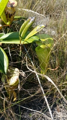 Nepenthes madagascariensis image