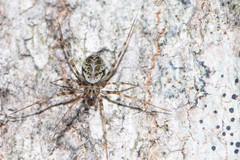 Drapetisca alteranda