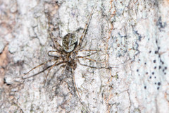 Drapetisca alteranda