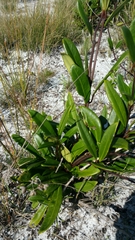 Danais volubilis image