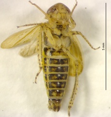 Athysanini