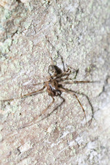 Drapetisca alteranda