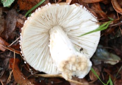 Amanita pantherina