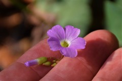 Oxalis violacea