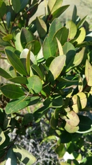 Eliea articulata image