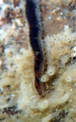 Pterocirrus montereyensis image