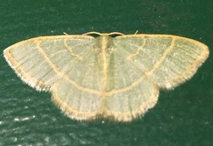 Chlorochlamys appellaria