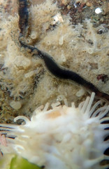 Pterocirrus montereyensis