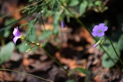 Oxalis violacea