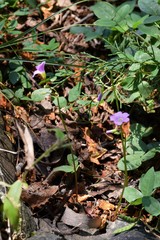 Oxalis violacea