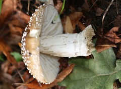Amanita pantherina