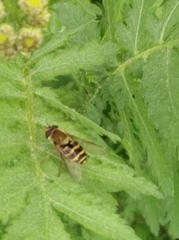 Syrphus ribesii