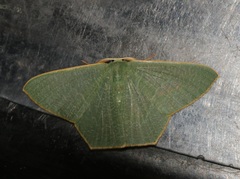 Thalassodes immissaria