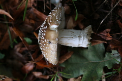 Amanita pantherina