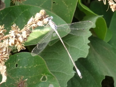 Lestes sigma