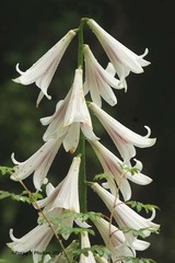 Cardiocrinum giganteum