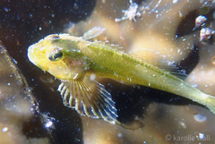 Saddleback Sculpin photo 5