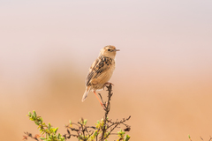 Cisticola ayresii