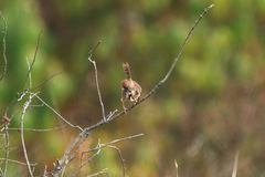 Cisticola nigriloris